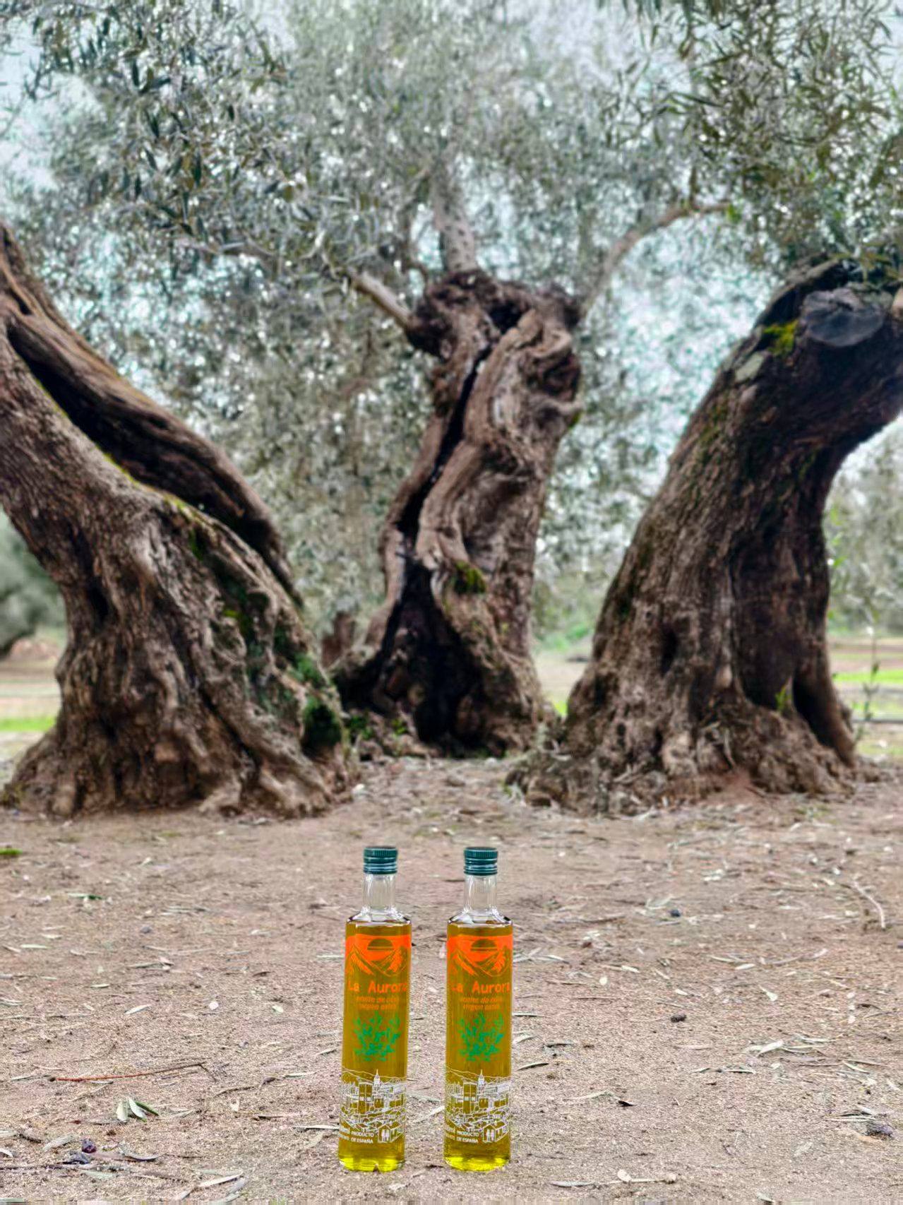 La Aurora bottles before ancient olive trees in Jaén